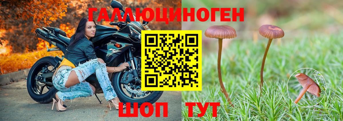 Калининград  Галлюциногенные грибы Cubensis  Вход с VPN 